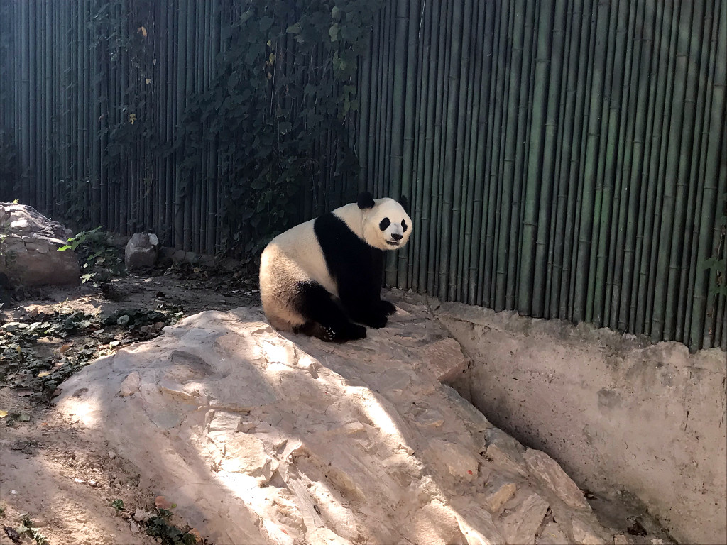 Zoo w Pekinie